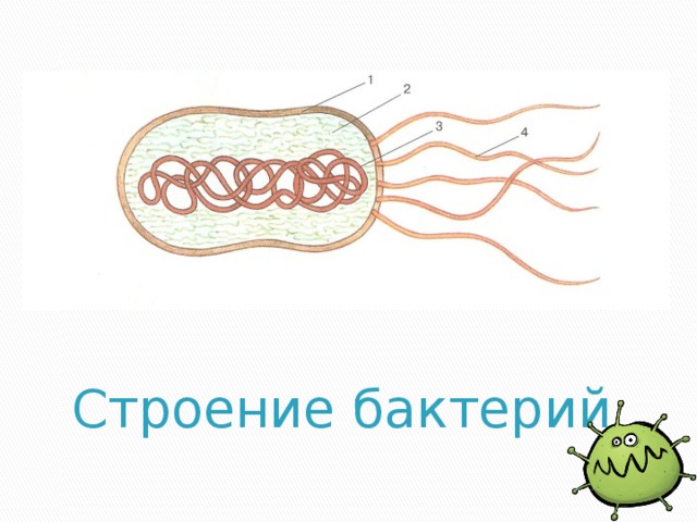 Биология клетка бактерии. Строение бактерии 5 класс рисунок. Строение бактерии без подписей.