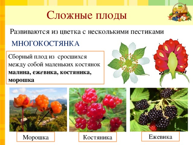 Сложные плоды   Развиваются из цветка с несколькими пестиками МНОГОКОСТЯНКА Сборный плод из сросшихся между собой маленьких костянок малина, еж е вика, костяника, морошка Ежевика Морошка Костяника 