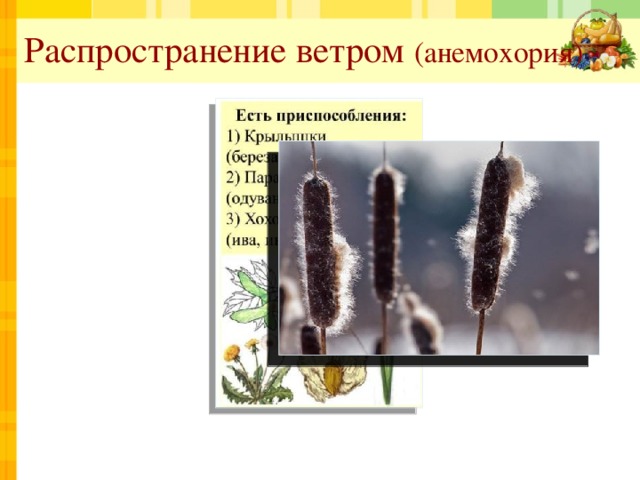 Распространение ветром (анемохория) 