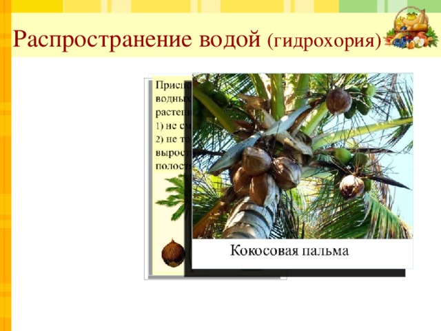 Распространение водой (гидрохория) 