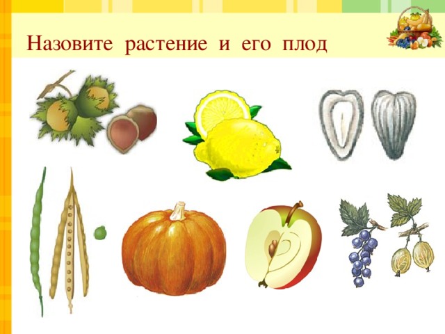 Назовите растение и его плод 