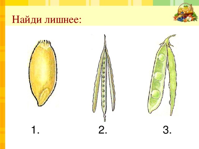 Найди лишнее:  1. 2. 3. 