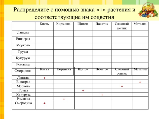 Распределите с помощью знака «+» растения и соответствующие им соцветия   Кисть Ландыш Виноград Корзинка Щиток     Морковь Початок       Груша   Сложный зонтик     Кукуруза     Метелка         Ромашка           Смородина                                   Ландыш Кисть Корзинка + Виноград Морковь   Щиток   Початок Груша       Кукуруза   Сложный зонтик               Ромашка   Метелка       Смородина +         + + + + +                             