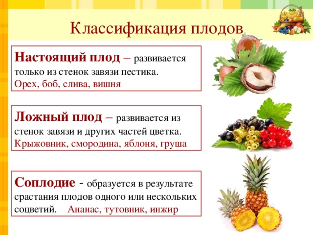 Классификация плодов Настоящий плод – развивается только из стенок завязи пестика. Орех, боб, слива, вишня Ложный плод – развивается из стенок завязи и других частей цветка. Крыжовник, смородина, яблоня, груша Соплодие  - образуется в результате срастания плодов одного или нескольких соцветий. Ананас, тутовник, инжир 