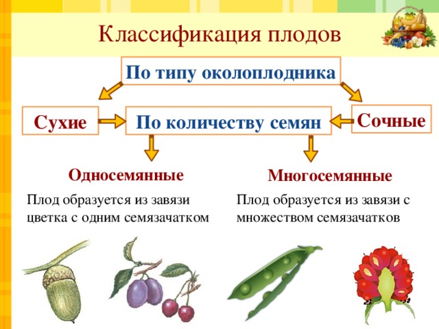характеристика плодов семян