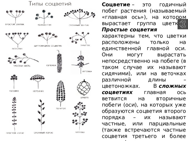 Изучив текст параграфа и рисунок 51 заполните таблицу соцветия