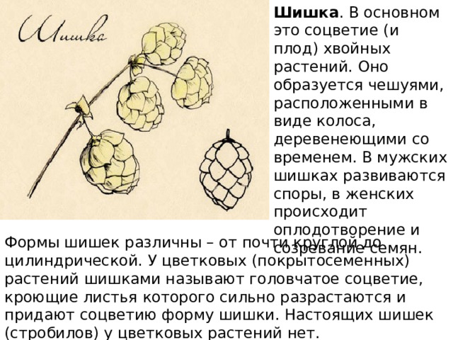 Шишка . В основном это соцветие (и плод) хвойных растений. Оно образуется чешуями, расположенными в виде колоса, деревенеющими со временем. В мужских шишках развиваются споры, в женских происходит оплодотворение и созревание семян. Формы шишек различны – от почти круглой до цилиндрической. У цветковых (покрытосеменных) растений шишками называют головчатое соцветие, кроющие листья которого сильно разрастаются и придают соцветию форму шишки. Настоящих шишек (стробилов) у цветковых растений нет.  