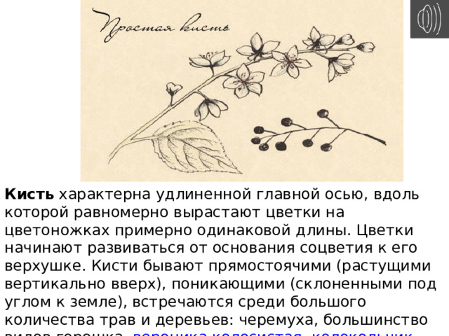 Кисть  характерна удлиненной главной осью, вдоль которой равномерно вырастают цветки на цветоножках примерно одинаковой длины. Цветки начинают развиваться от основания соцветия к его верхушке. Кисти бывают прямостоячими (растущими вертикально вверх), поникающими (склоненными под углом к земле), встречаются среди большого количества трав и деревьев: черемуха, большинство видов горошка,  вероника колосистая ,  колокольчик крапиволистный  и др.  