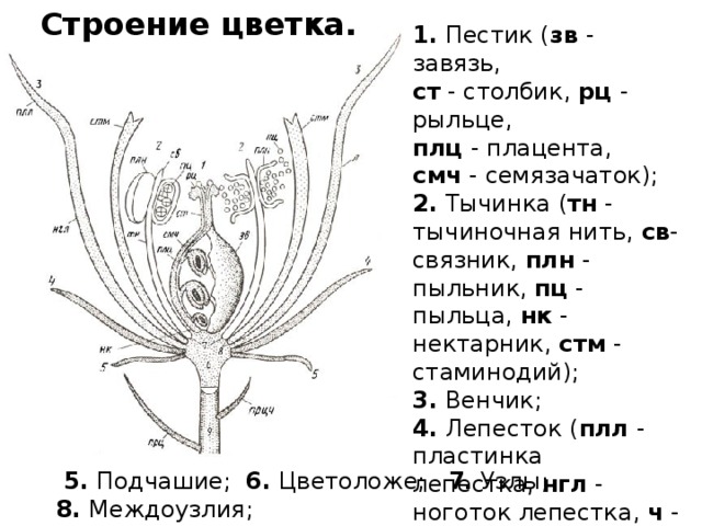 Запиши цифры которыми на рисунке обозначены тычиночная нить пыльник завязь