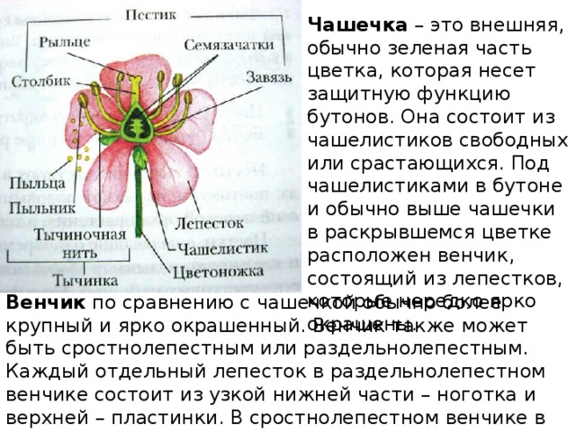 Части цветка и их функции