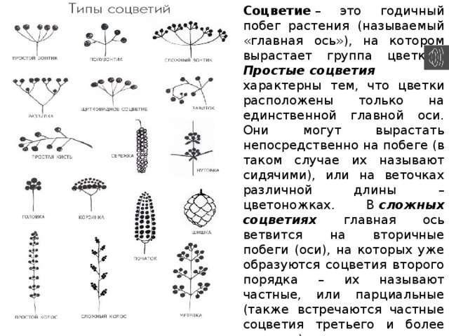 Типы соцветия растений