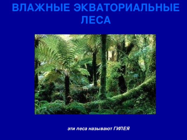 ВЛАЖНЫЕ ЭКВАТОРИАЛЬНЫЕ ЛЕСА эти леса называют ГИЛЕЯ 