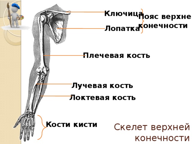 Какой буквой на рисунке обозначена лучевая кость