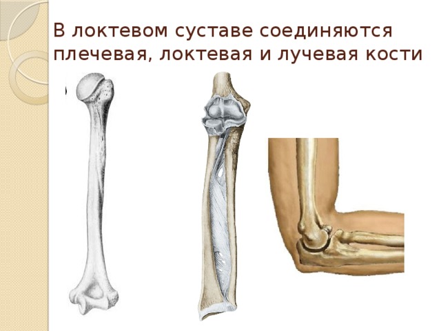Соединения локтевой кости. Головка лучевой и локтевой кости. Лучевая кость локтевого сустава. Скелет человека локтевой сустав. Головка лучевой кости локтевого сустава.