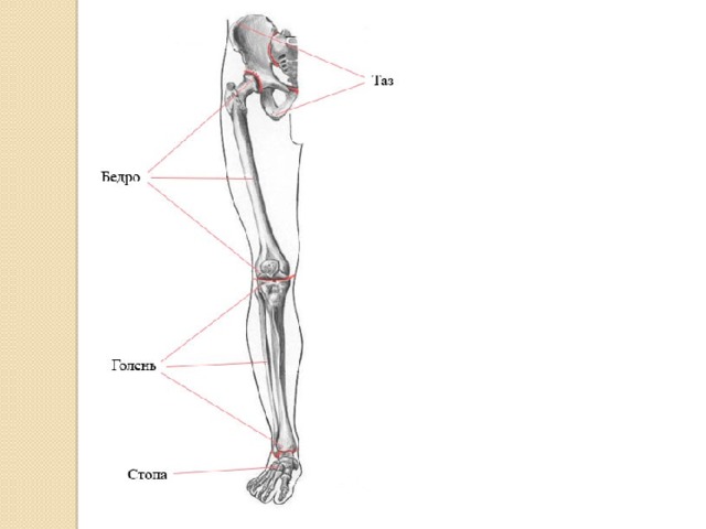 Бедро человека на схеме