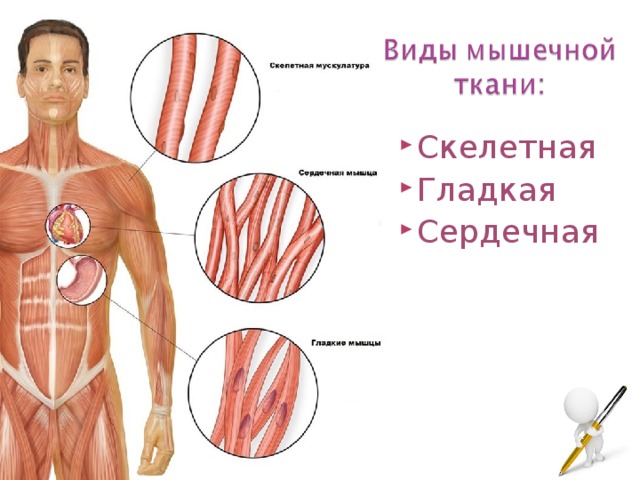 Сердечная мышца где находится у человека фото признаки и лечение