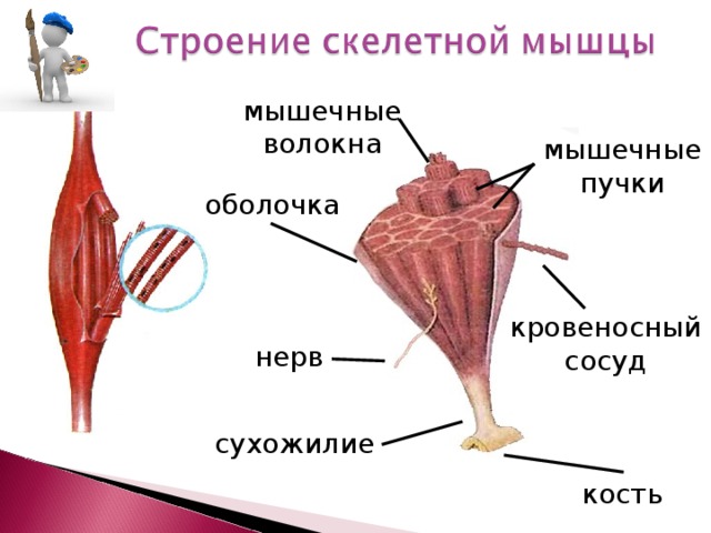 Рисунок строение скелетной мышцы