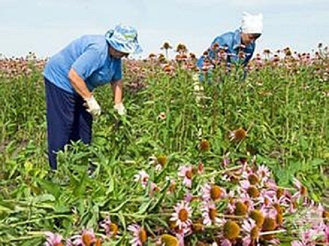 Осуществлять сбор лекарственных растений следует только в ясный солнечный день  после схода росы 