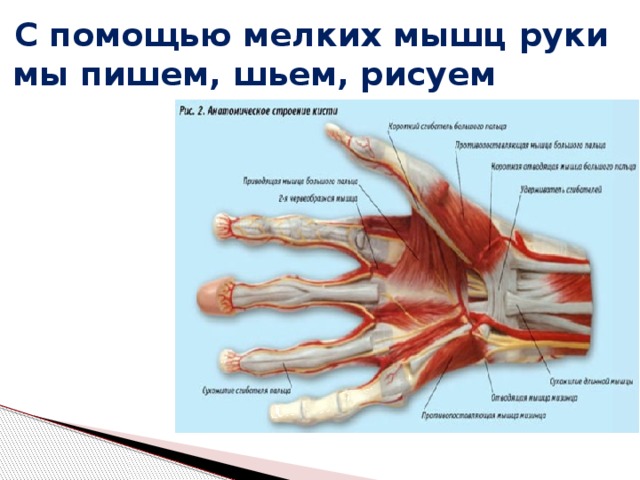 Мелкие мышцы запястья. Урок биологии мышцы руки. Крупные и мелкие мышцы. Группы мелкие мелкие мышечные.