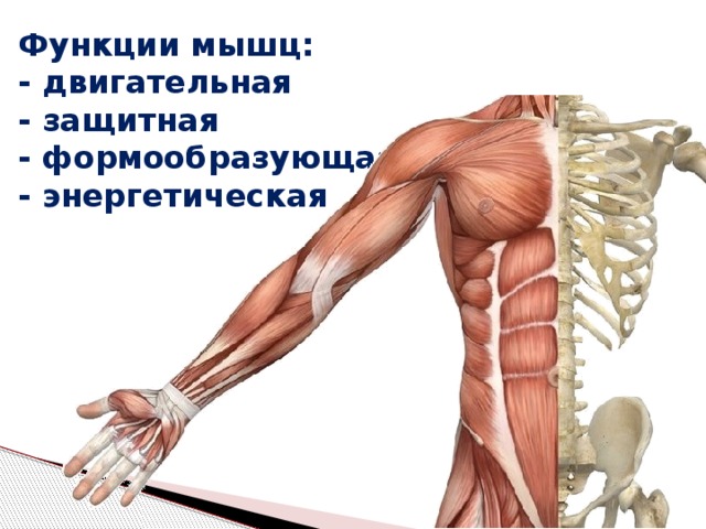 Работа и функции мышц. Функции мышц. Двигательная функция мышц. Защитная функция мышц. Мышцы презентация.