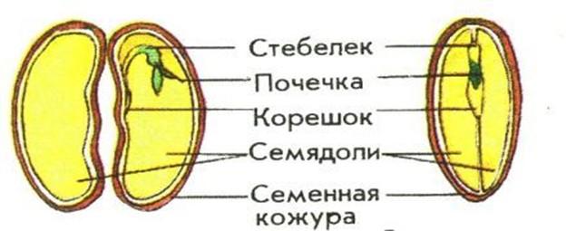 На рисунке представлены разрезы семени двудольного растения что изображено на рисунке под номером 4