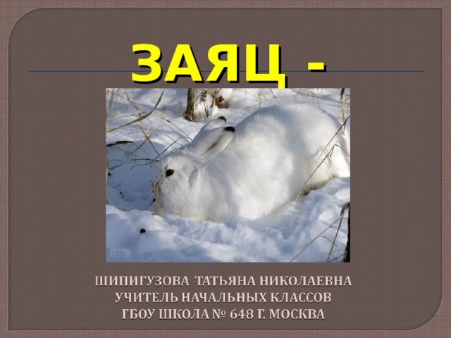 Рассмотрите рисунок на котором изображены зайцы беляки в разные времена года какое общее свойство