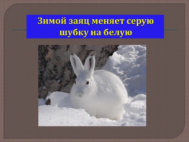 На рисунке изображен заяц. Заяц меняет серую шубку на белую. Как зимует заяц. Заяц в белой шубке зимой. Заяц меняет шубку на белую к зиме.