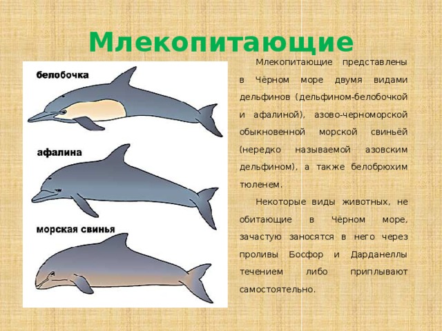Название крупного млекопитающего. Дельфин Афалина белобочка Азовка. Афалина белобочка и Азовка. Дельфин Афалина в черном море. Виды дельфинов в черном море.