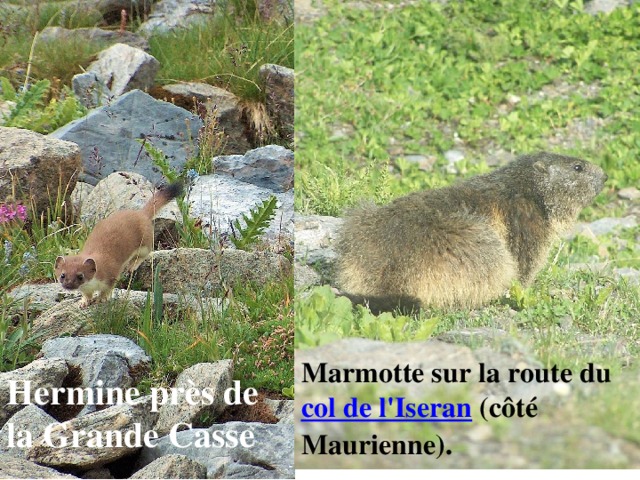 Marmotte sur la route du  col de l'Iseran  (côté Maurienne). Hermine près de la Grande Casse 