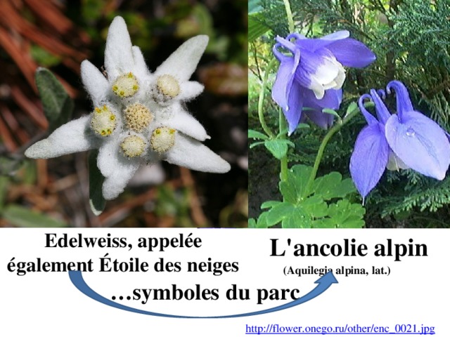 Edelweiss, appelée également Étoile des neiges L'ancolie alpin (Aquilegia alpina, lat.) … symboles du parc http://flower.onego.ru/other/enc_0021.jpg 
