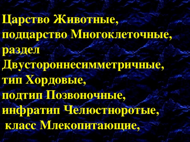 Царство Животные,  подцарство Многоклеточные,  раздел Двустороннесимметричные,  тип Хордовые,  подтип Позвоночные,  инфратип Челюстноротые,  класс Млекопитающие, 