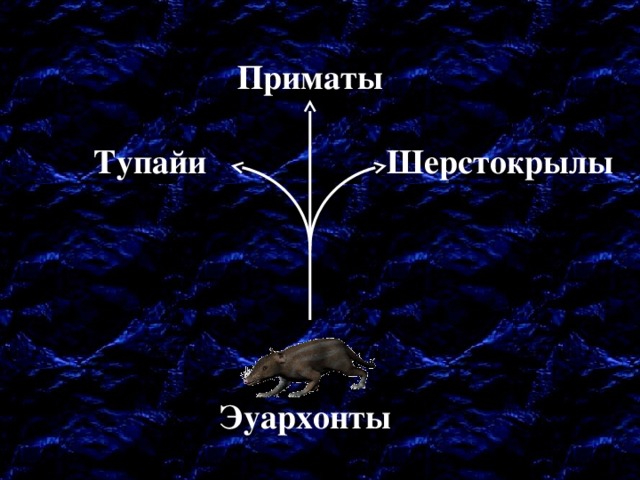 Приматы Тупайи Шерстокрылы Эуархонты 