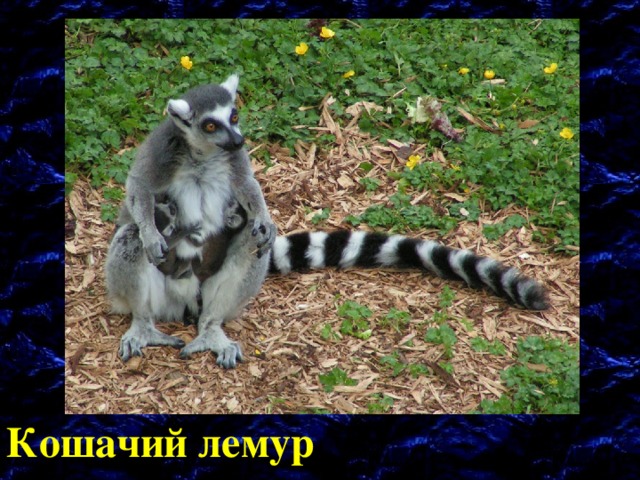 Кошачий лемур 