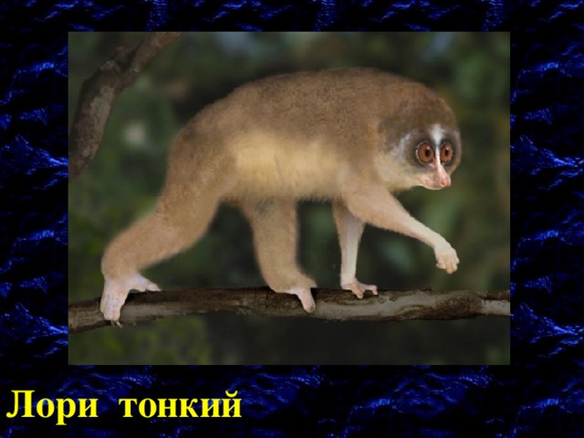 Лори тонкий 