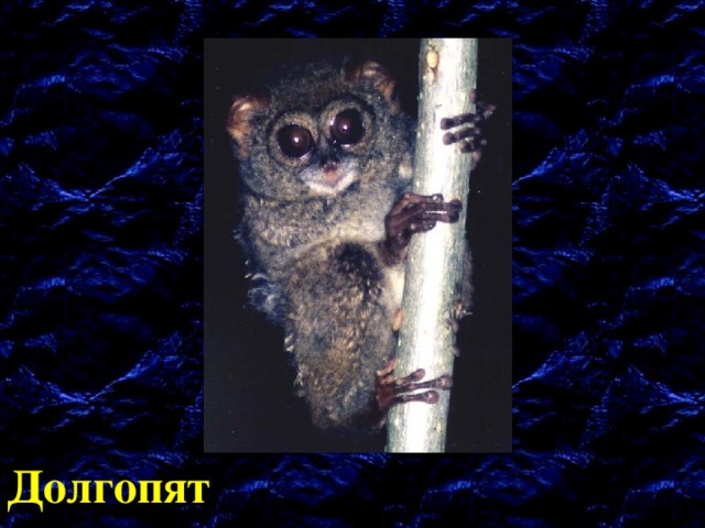 Долгопят 