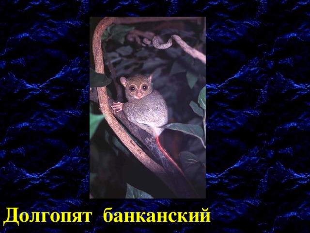 Долгопят банканский 