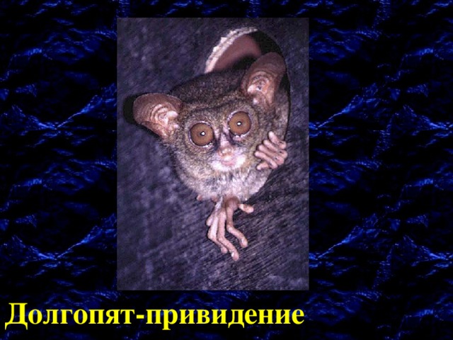 Долгопят-привидение 