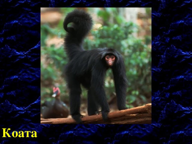 Коата 