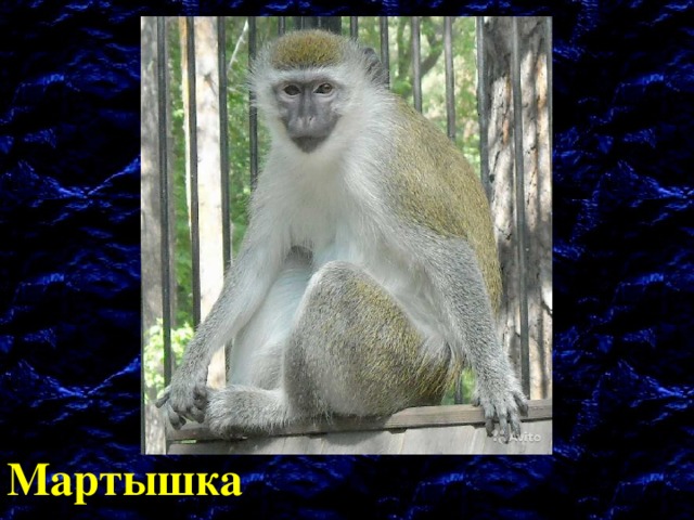 Мартышка 