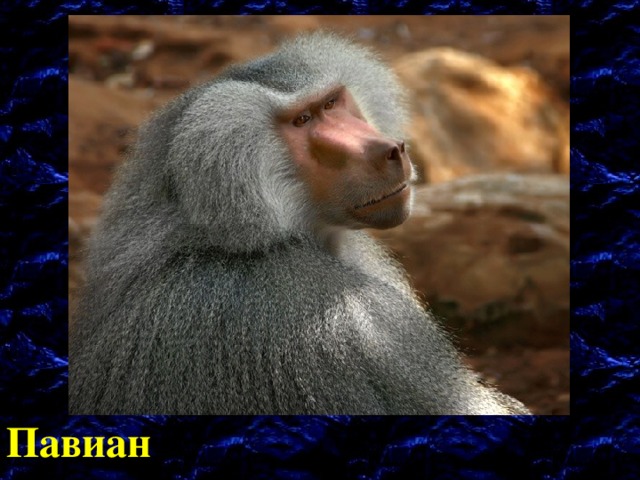 Павиан 