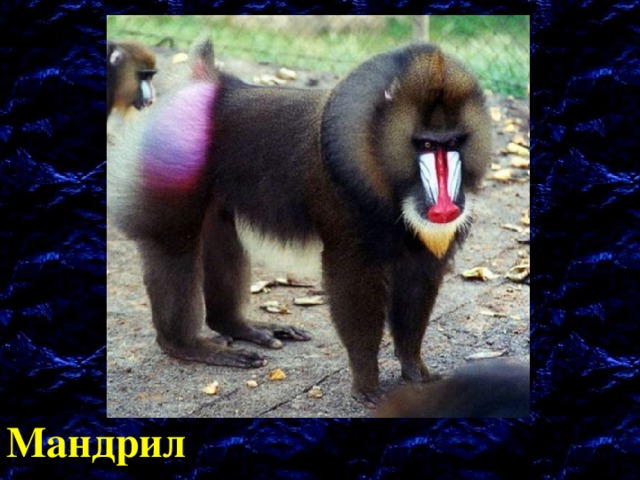 Мандрил 