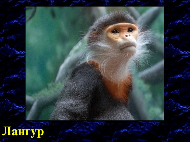 Лангур 