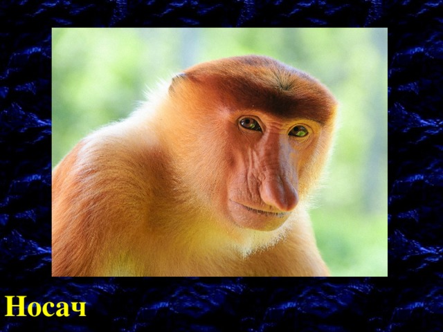 Носач 