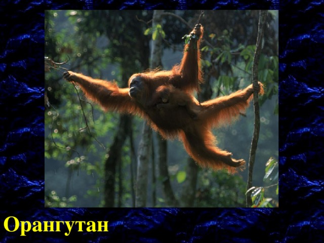 Орангутан 