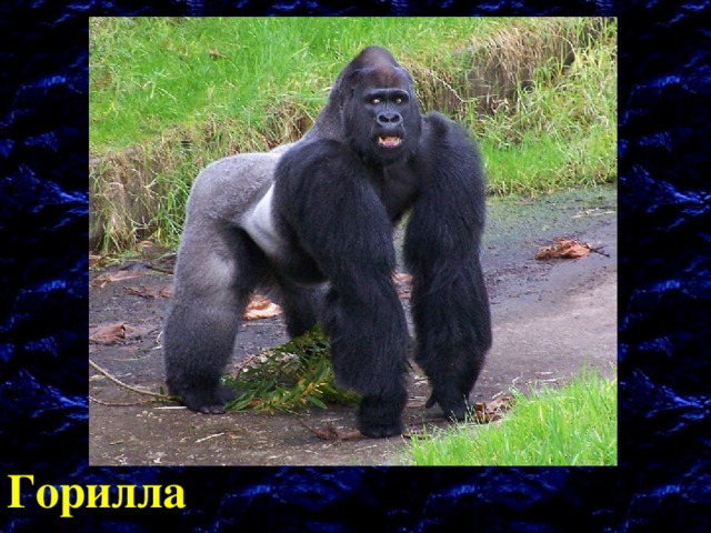 Горилла 