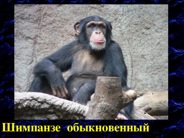 Шимпанзе обыкновенный 