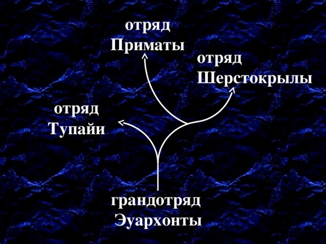отряд Приматы отряд  Шерстокрылы отряд Тупайи грандотряд Эуархонты 