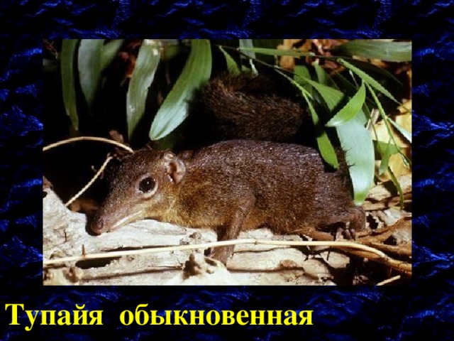Тупайя обыкновенная 