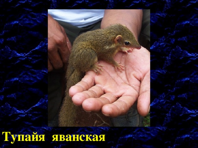 Тупайя яванская 