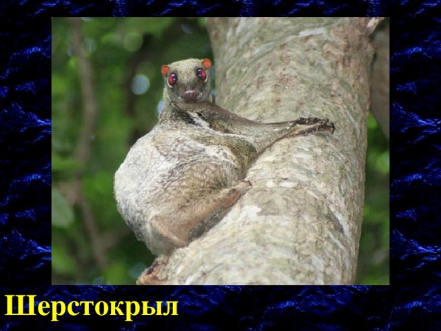Шерстокрыл 